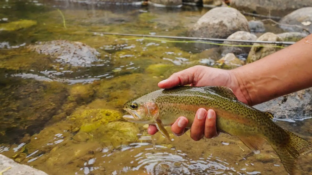 A rainbow trout cradled in the water before release, Paintrock Canyon Ranch